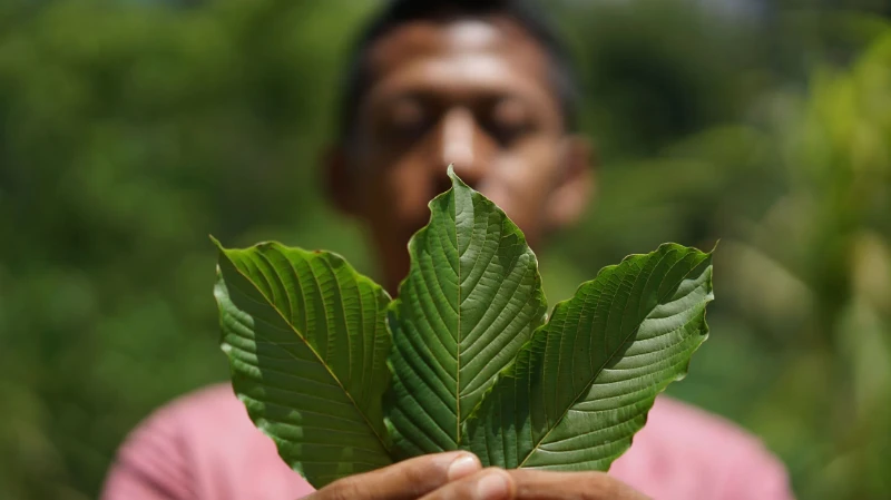 Male scientist manufacturing cannabis